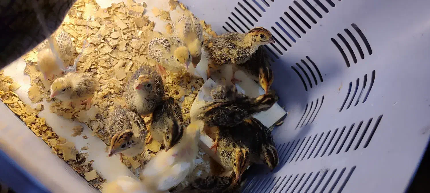 جوجه بلدرچین|حیوانات مزرعه|آزادشهر, |دیوار