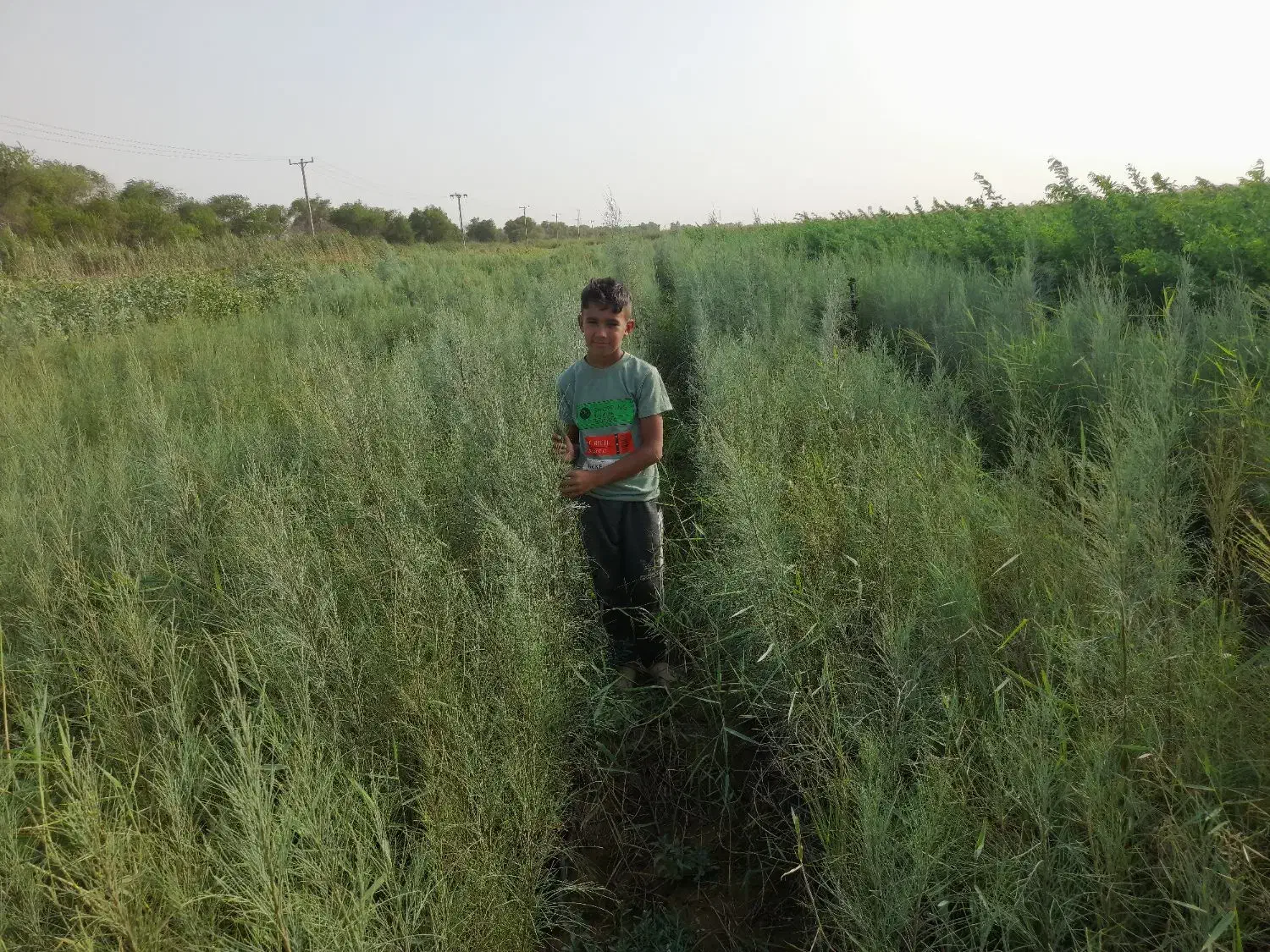 نهال فروشی|خدمات باغبانی و درختکاری|حمیدیه, |دیوار