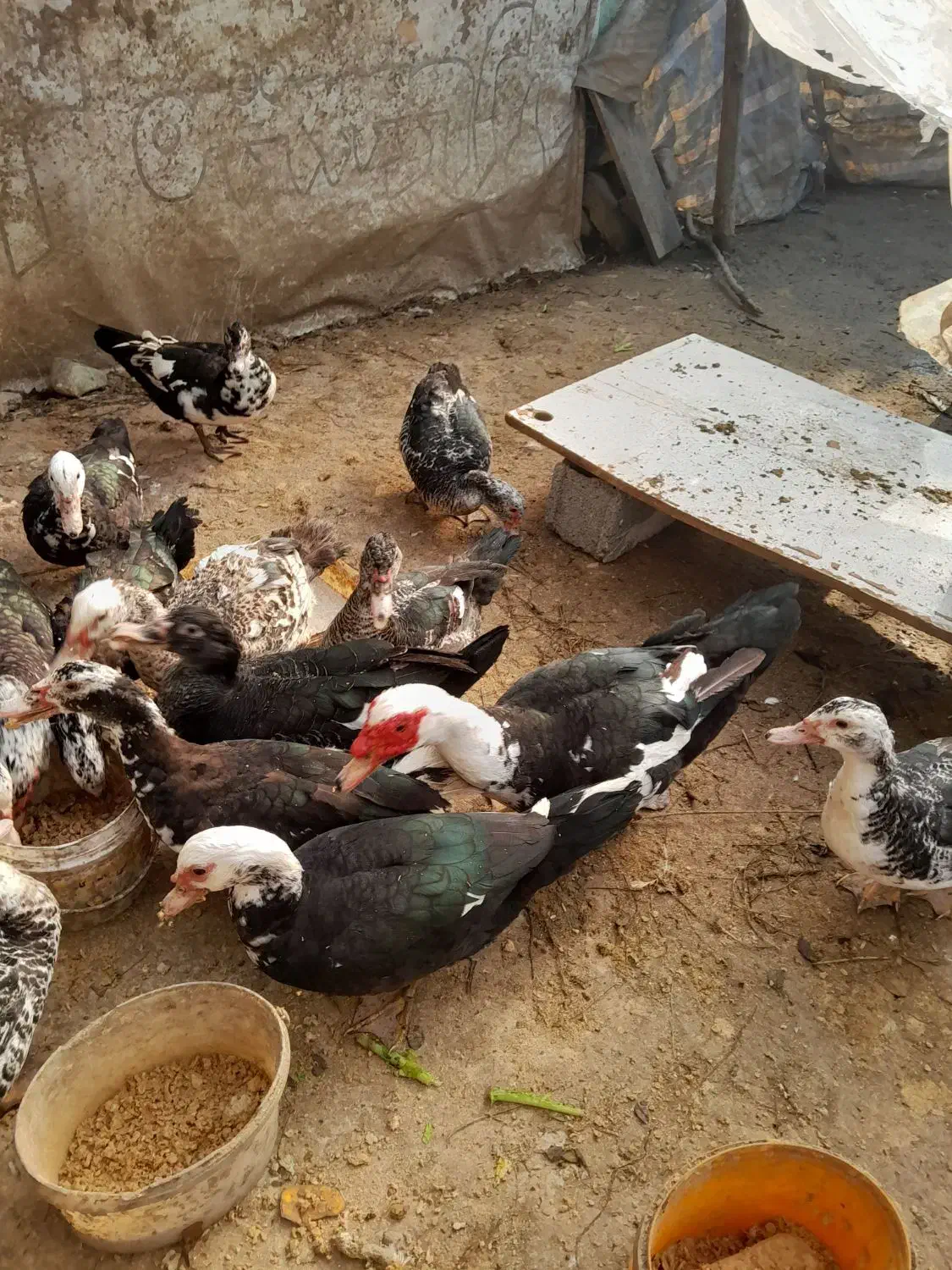 اردک اسرائیلی یا روسی|حیوانات مزرعه|رشت, سیا اسطلخ|دیوار