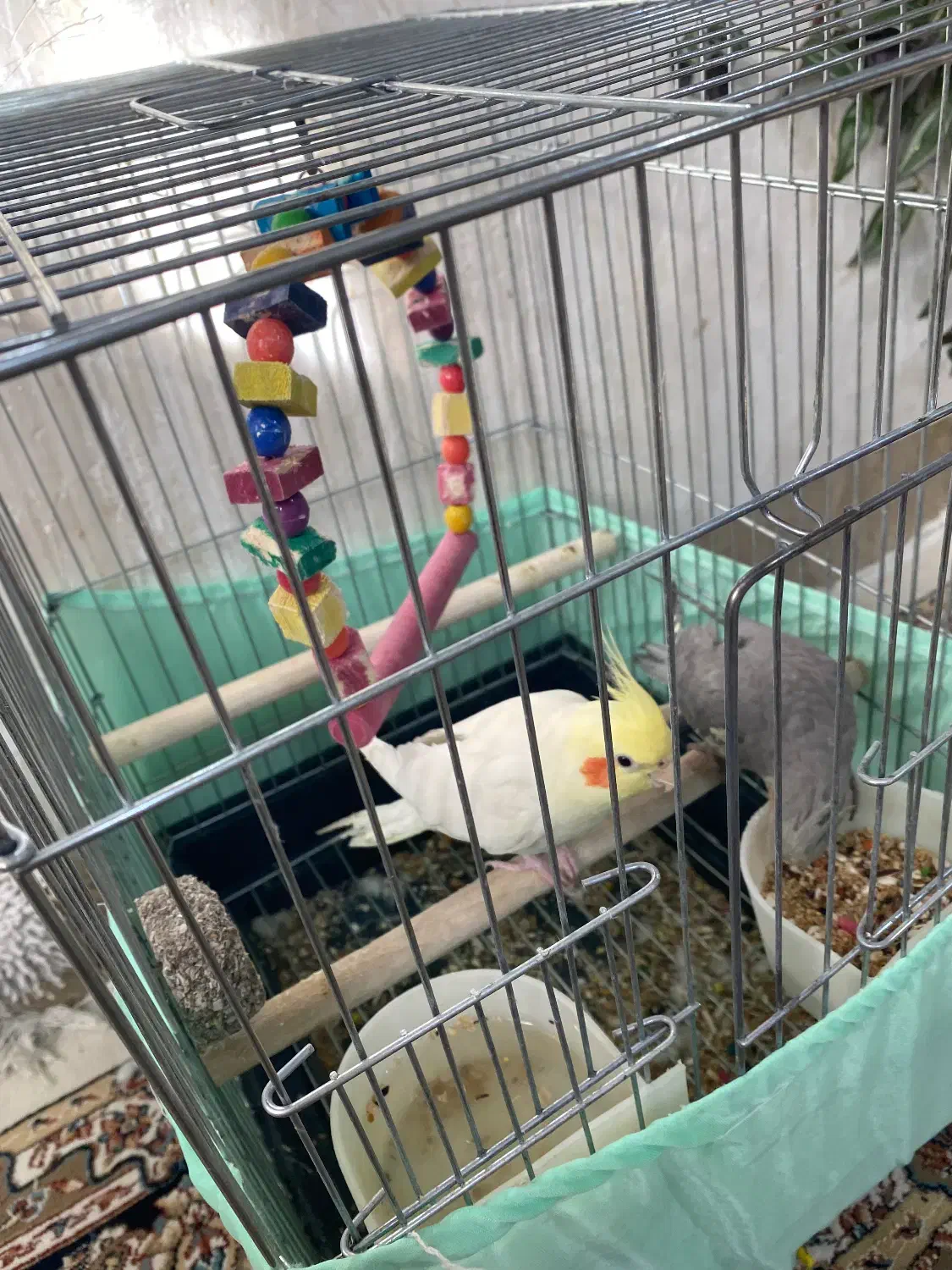 یک جفت عروس هلندی|پرنده|نورآباد, |دیوار