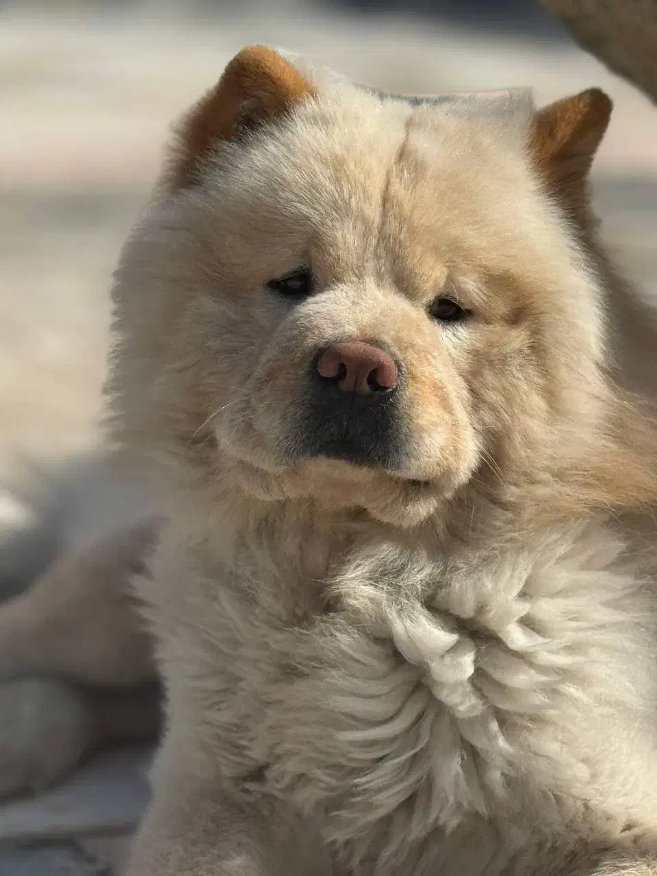 سگ چاو چاو جهت جفتگیری|سگ|تهران, شهرآرا|دیوار