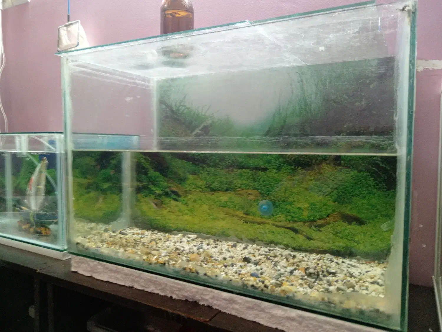 آکواریوم|ماهی|کازرون, |دیوار