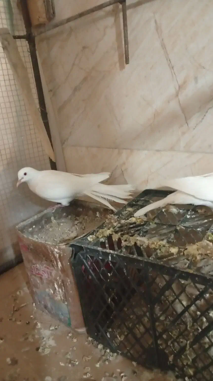 کبوتر خانگی|پرنده|خاش, |دیوار