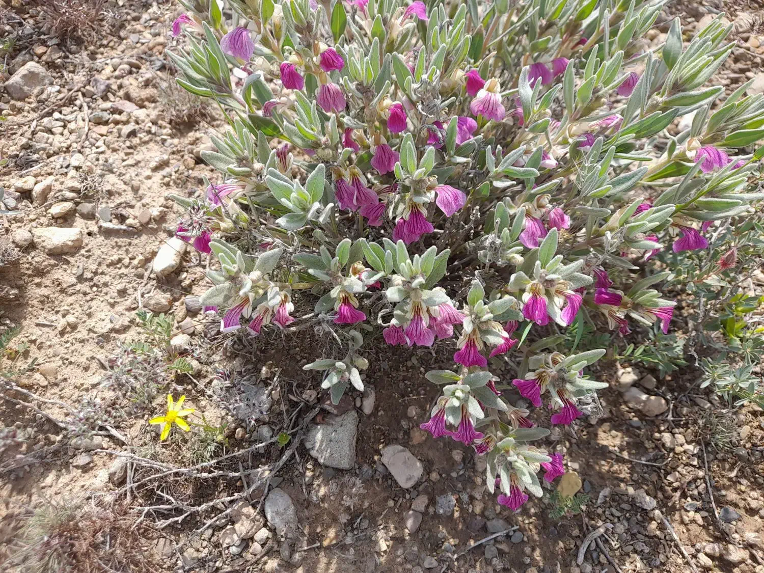 زمین باغ ویلا|فروش زمین و ملک کلنگی|رزن, |دیوار