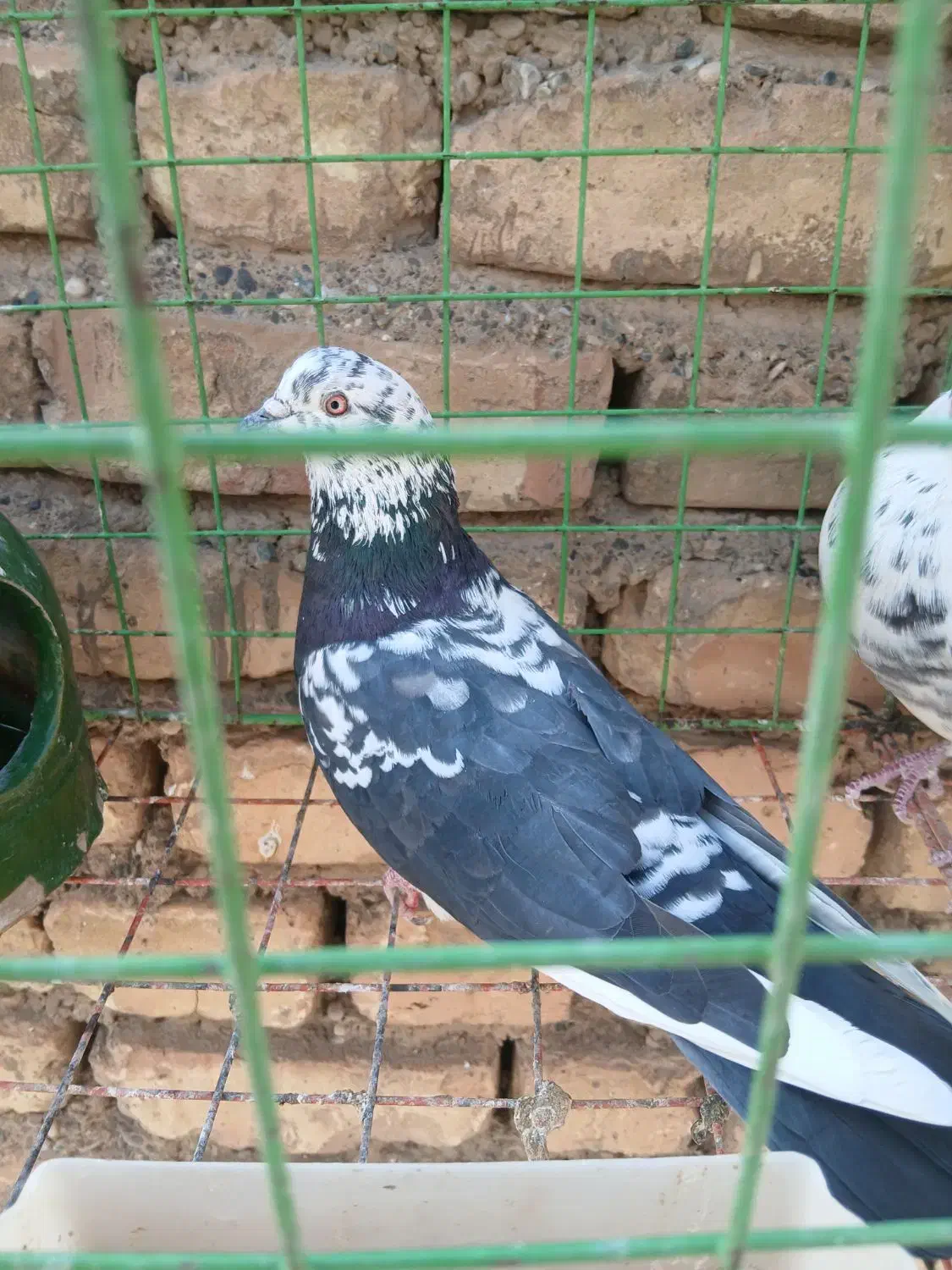 تهرانی|پرنده|اصفهان, سرتاوه|دیوار