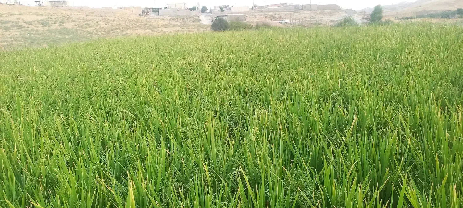 زمین برای اجاره دارم|اجارهٔ دفتر صنعتی، کشاورزی، تجاری|سوق, |دیوار