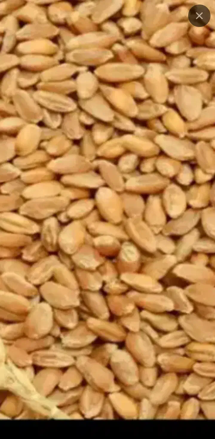 گندم تمیز و بوجاری شده|خوردنی و آشامیدنی|درودزن, |دیوار