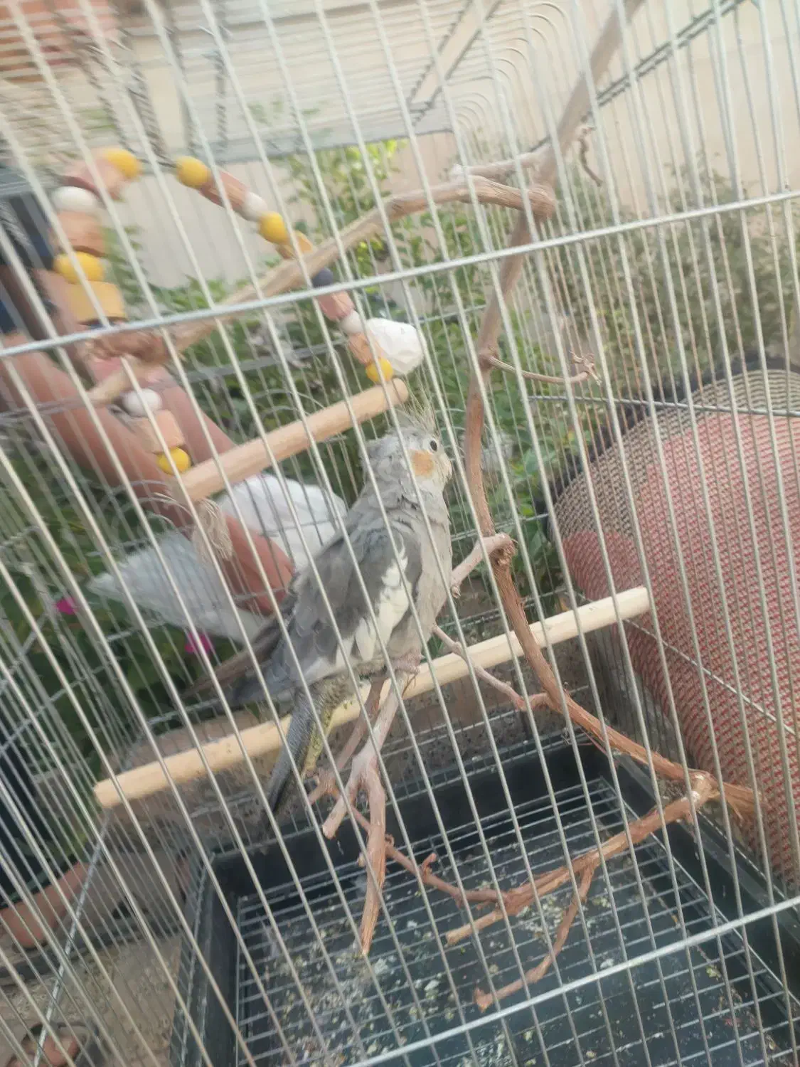 عروس هلندی ۷۰۰|پرنده|گرمسار, |دیوار