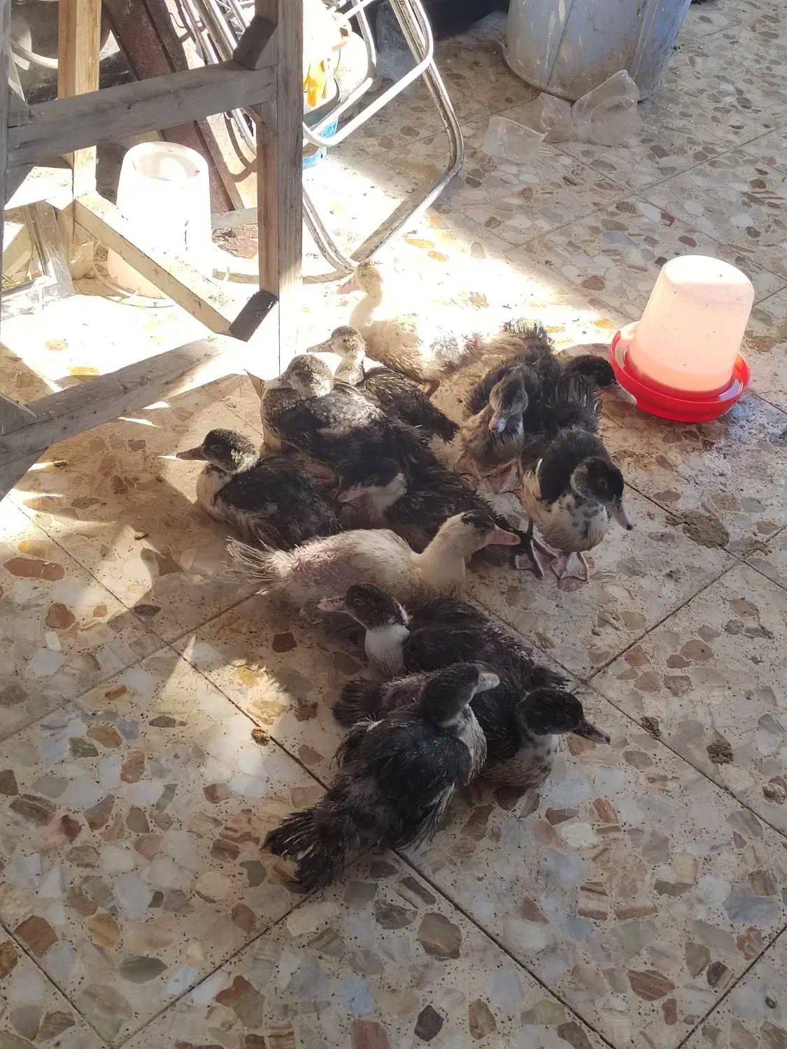 13 عدد اردک خارجی|حیوانات مزرعه|بابل, |دیوار