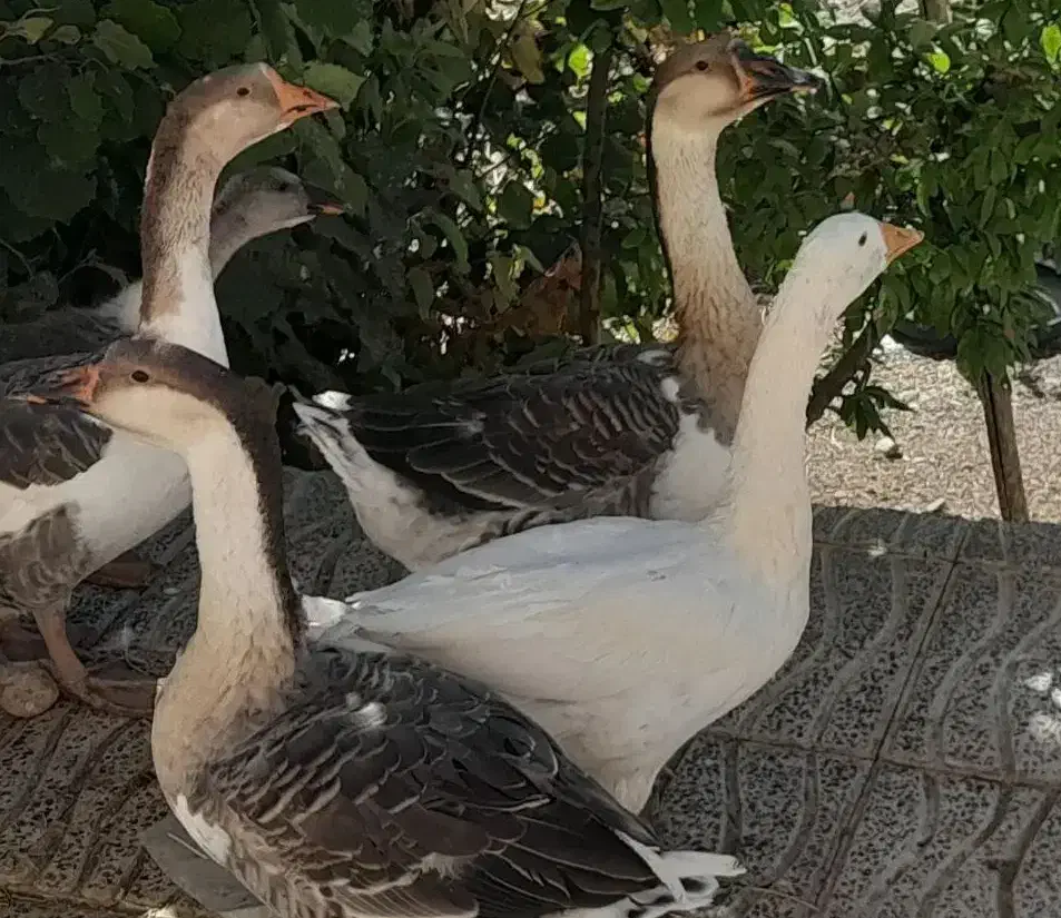 اردک اسراییلی و قوغاز|حیوانات مزرعه|دینور, |دیوار