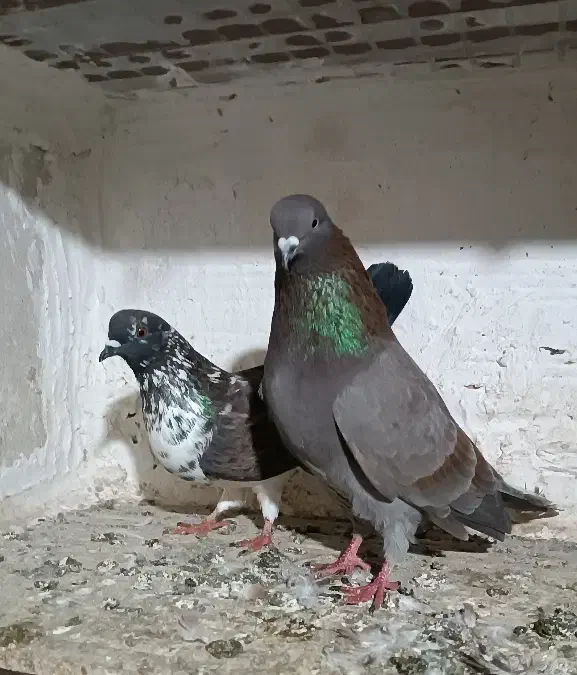 کبوتر پرشی|پرنده|بندر ترکمن, |دیوار