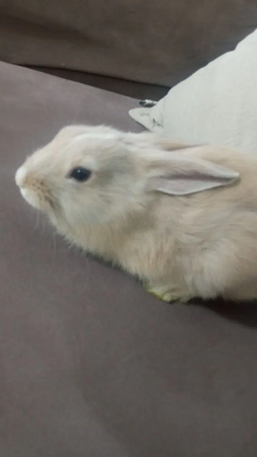 خرگوش جرسی ۳ ماهه ماده|موش و خرگوش|نیشابور, شهید جعفری|دیوار