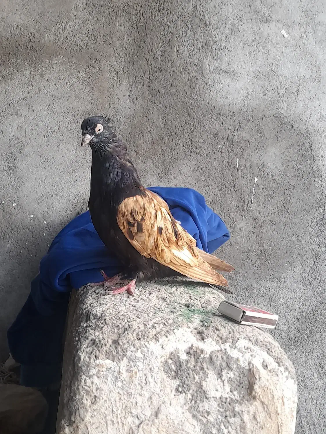 کبوتر افغانی|پرنده|بهبهان, |دیوار