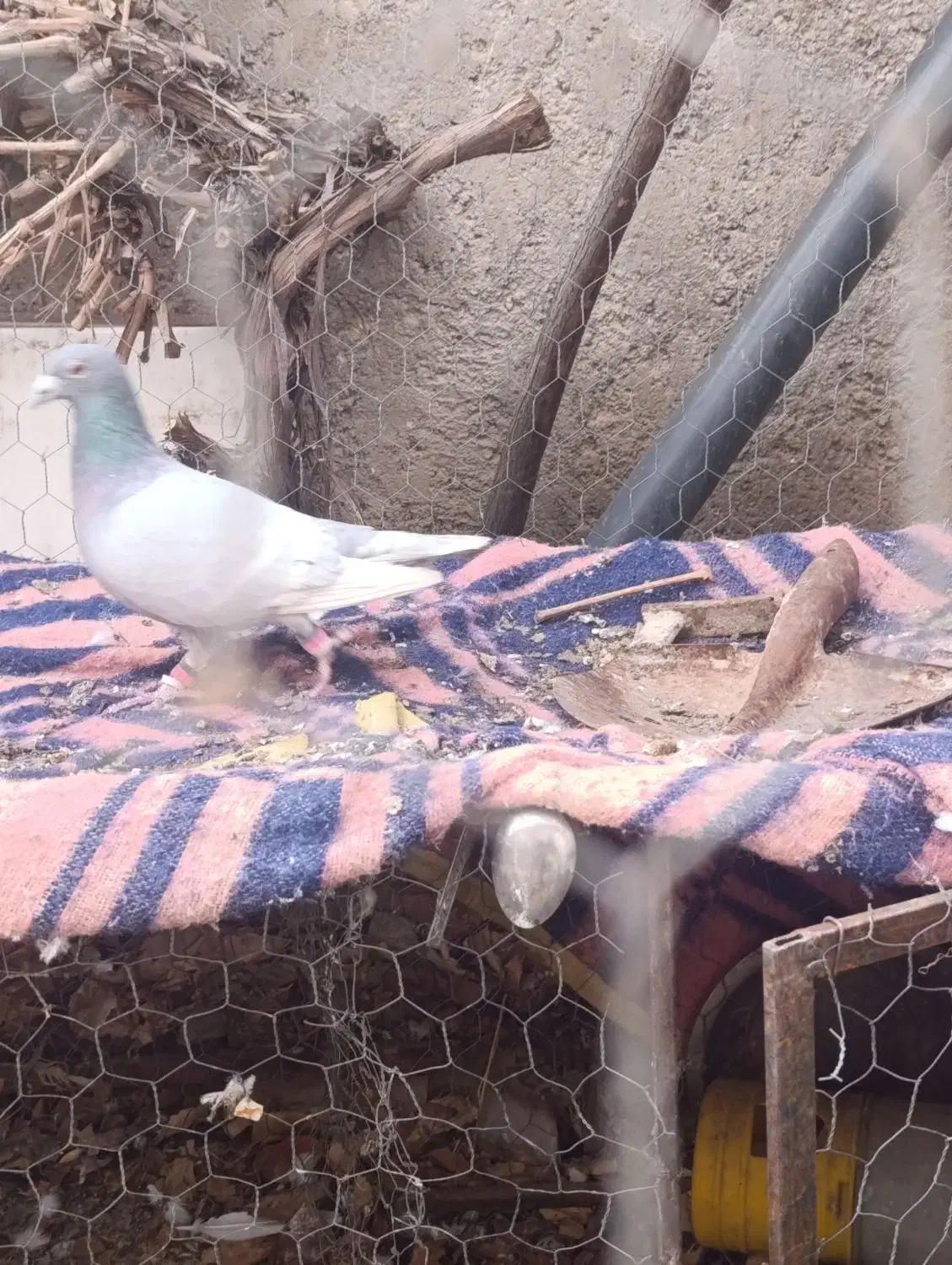 کبوتر|پرنده|مزایجان, |دیوار