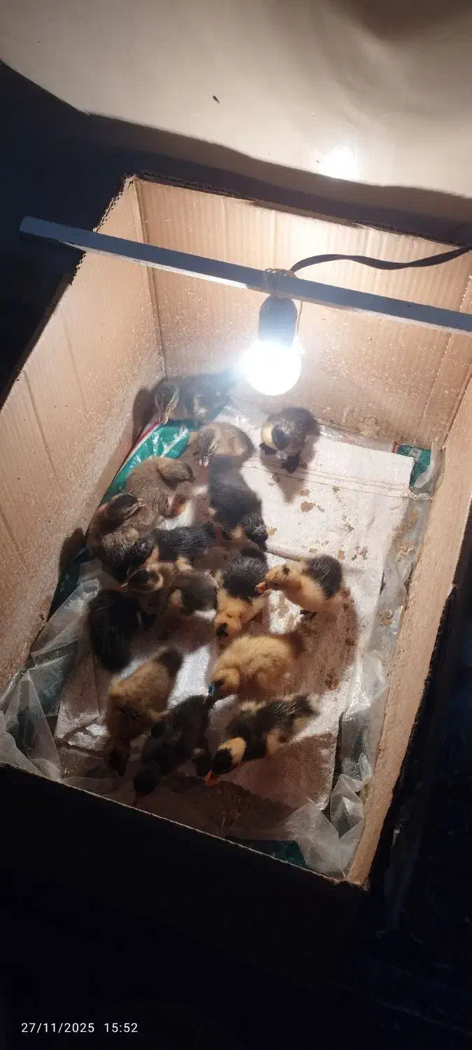 جوجه اردک|حیوانات مزرعه|آبدانان, |دیوار