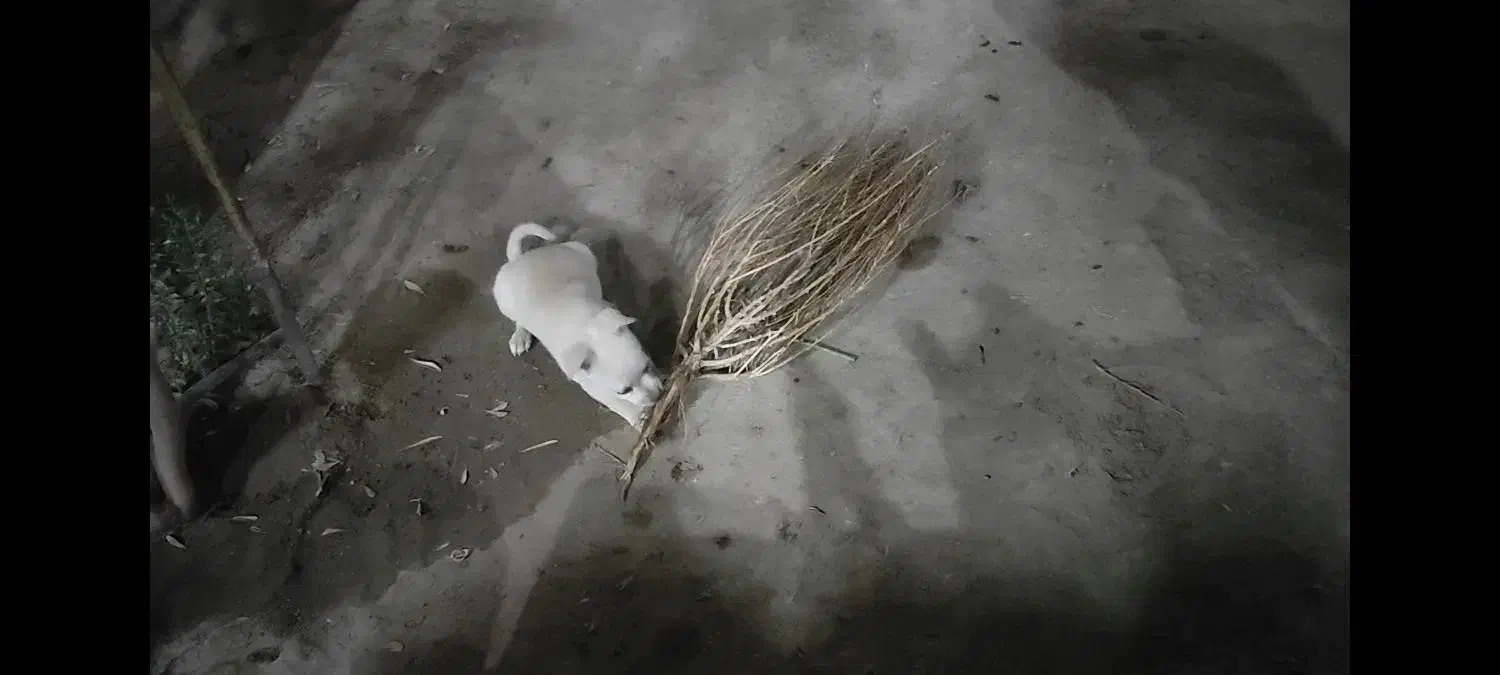 فروش سگ پا کوتاه|سگ|کرمان, |دیوار