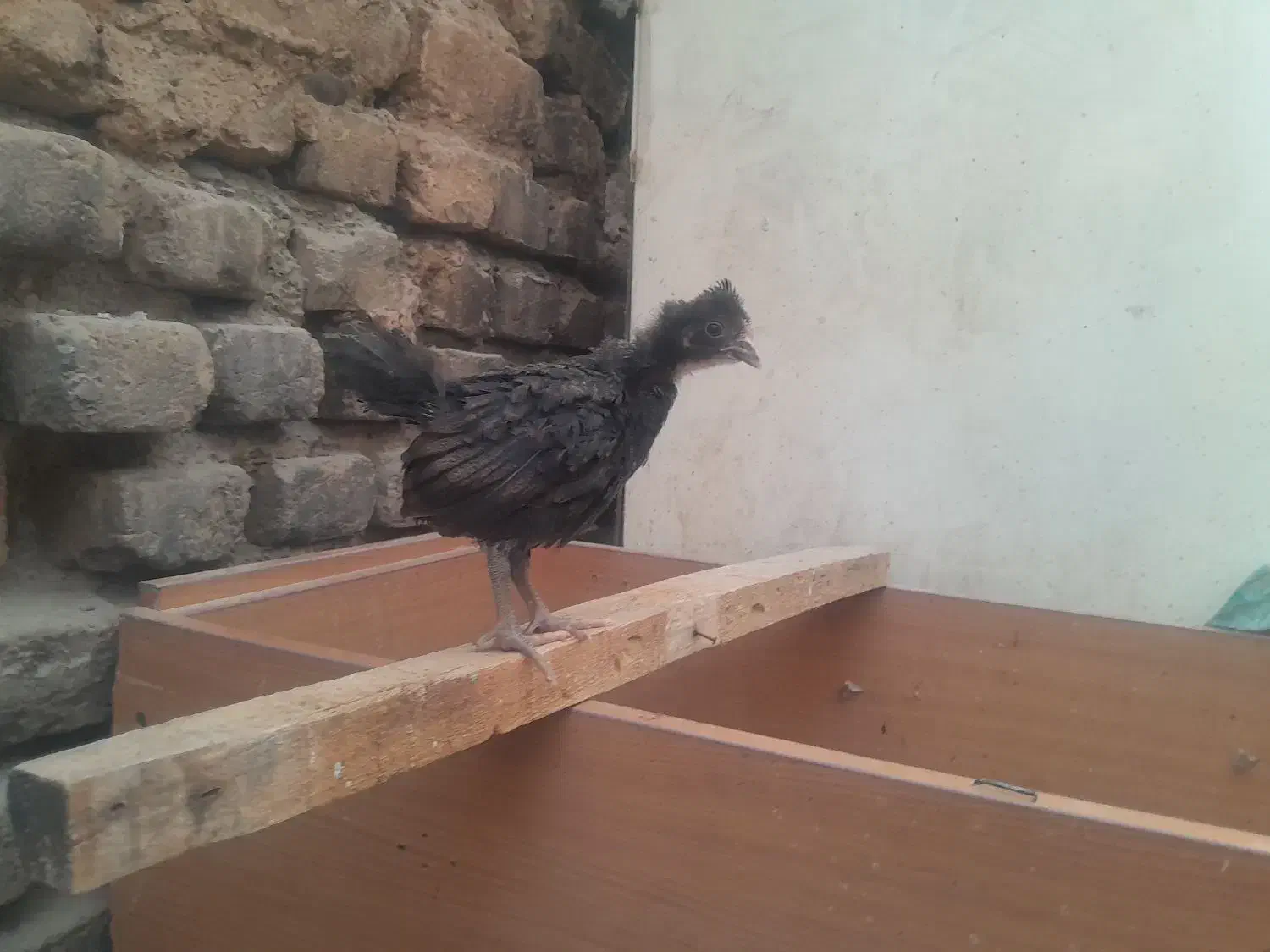 جوجه محلی گلپایگان واکسن خورده یکماه|حیوانات مزرعه|ملارد, |دیوار