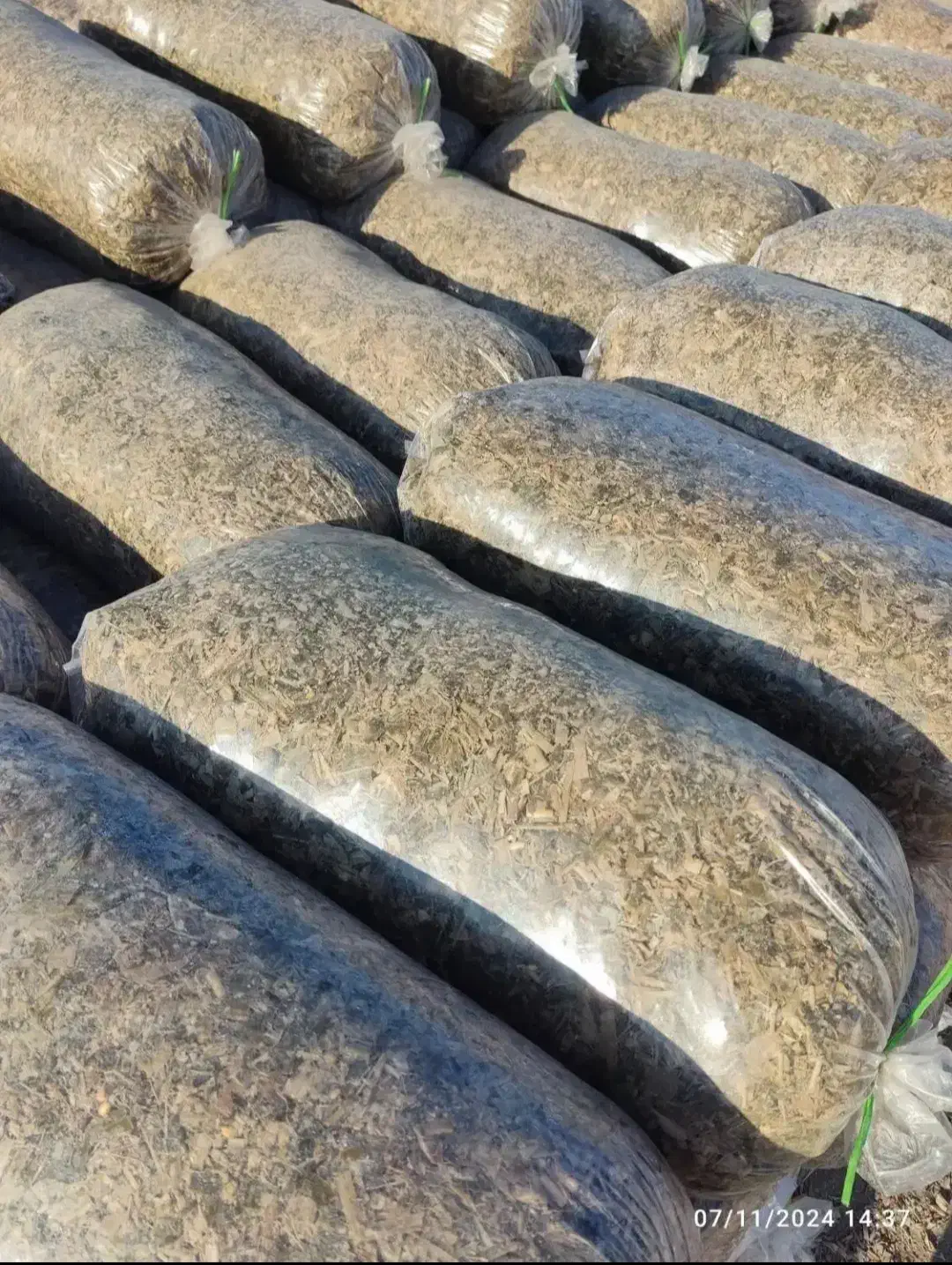 ذرت علوفه تحویل کیلو7500 تومان|حراج|نیشابور, دهنو|دیوار