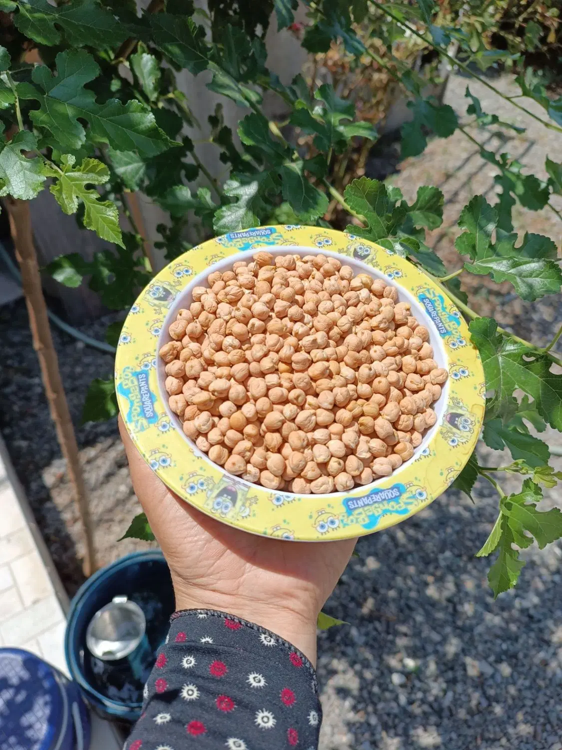 نخود|خوردنی و آشامیدنی|بهارستان, |دیوار