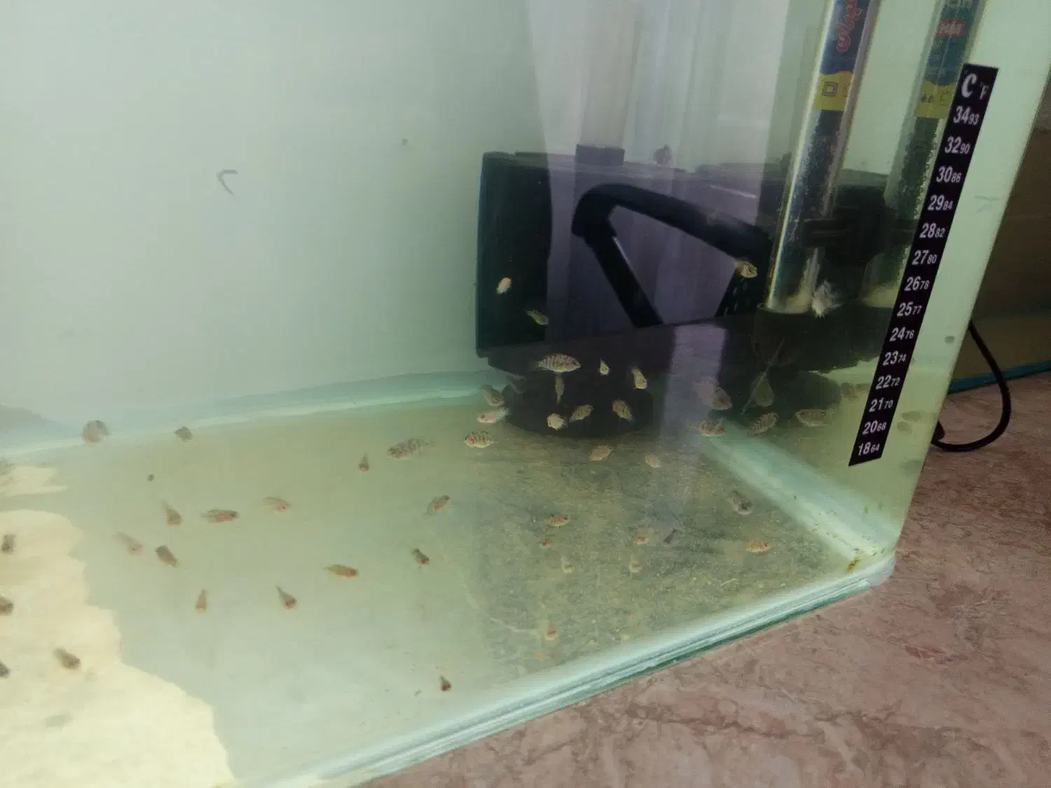 سیچلاید زبرا|ماهی|سلماس, |دیوار