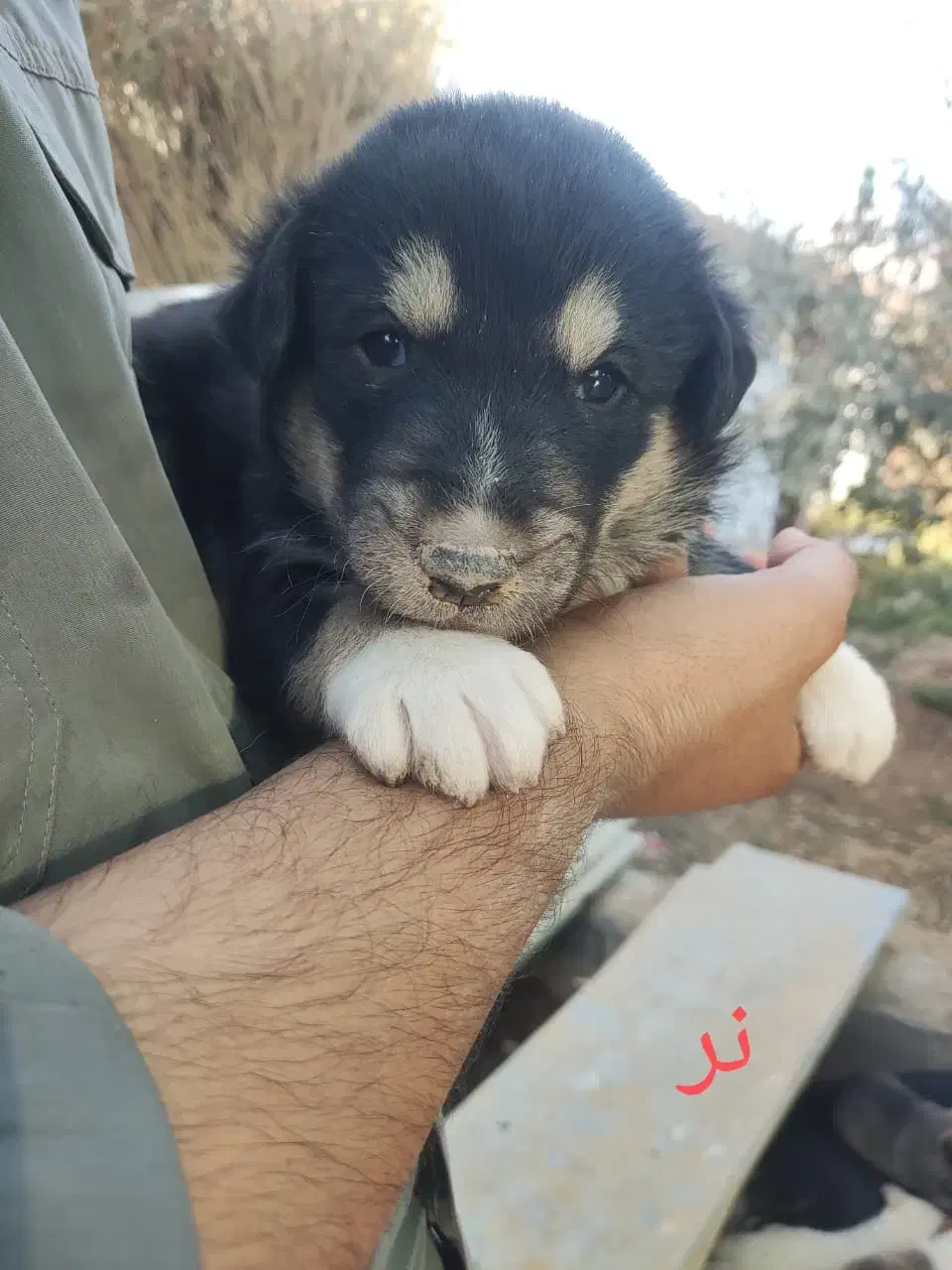 واگذاری سرپرستی توله سگ فقط 1 تومن|سگ|شیراز, فرودگاه شهید دستغیب شیراز|دیوار