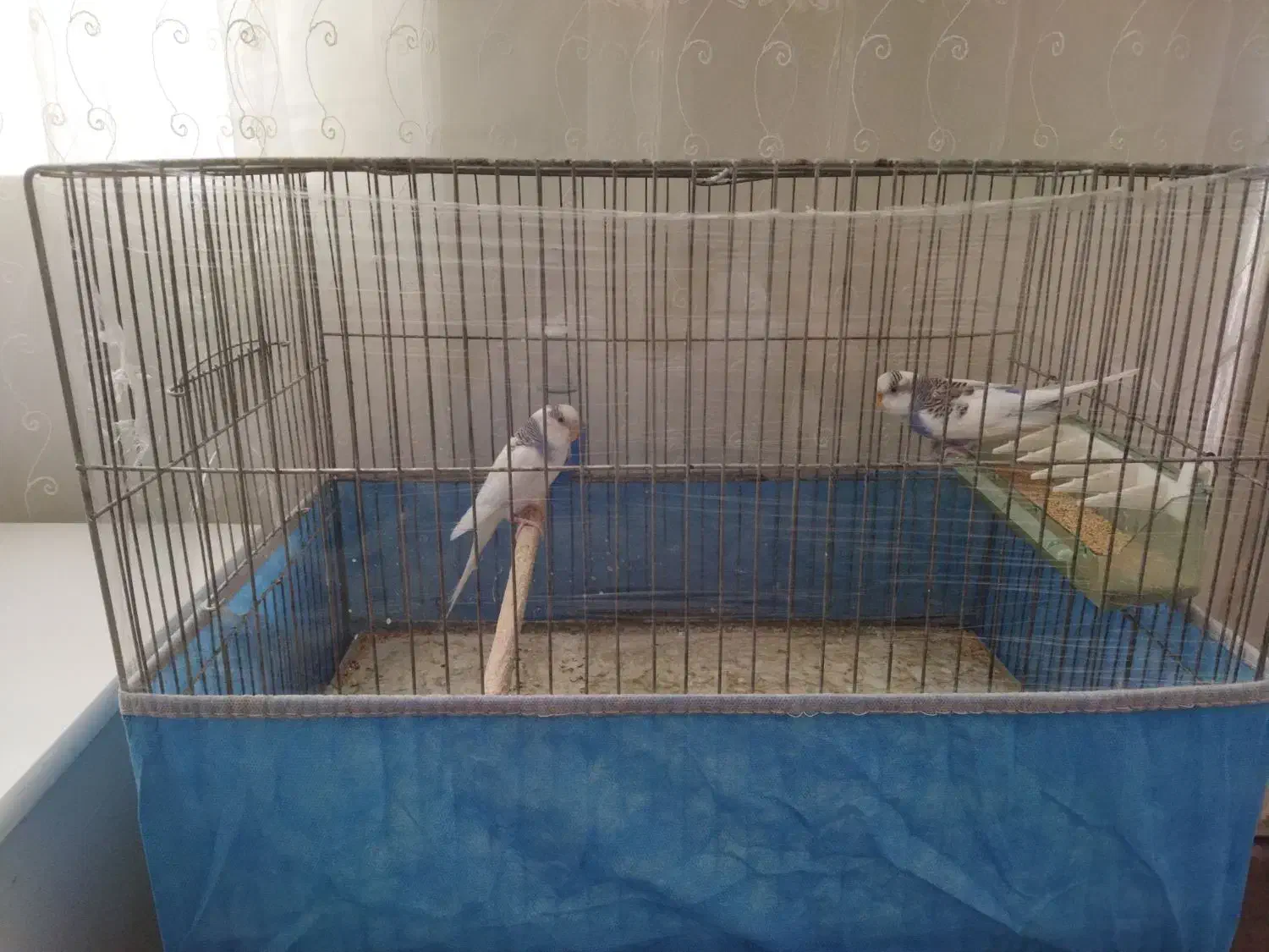 مرغ عشق|پرنده|قم, بنیاد|دیوار