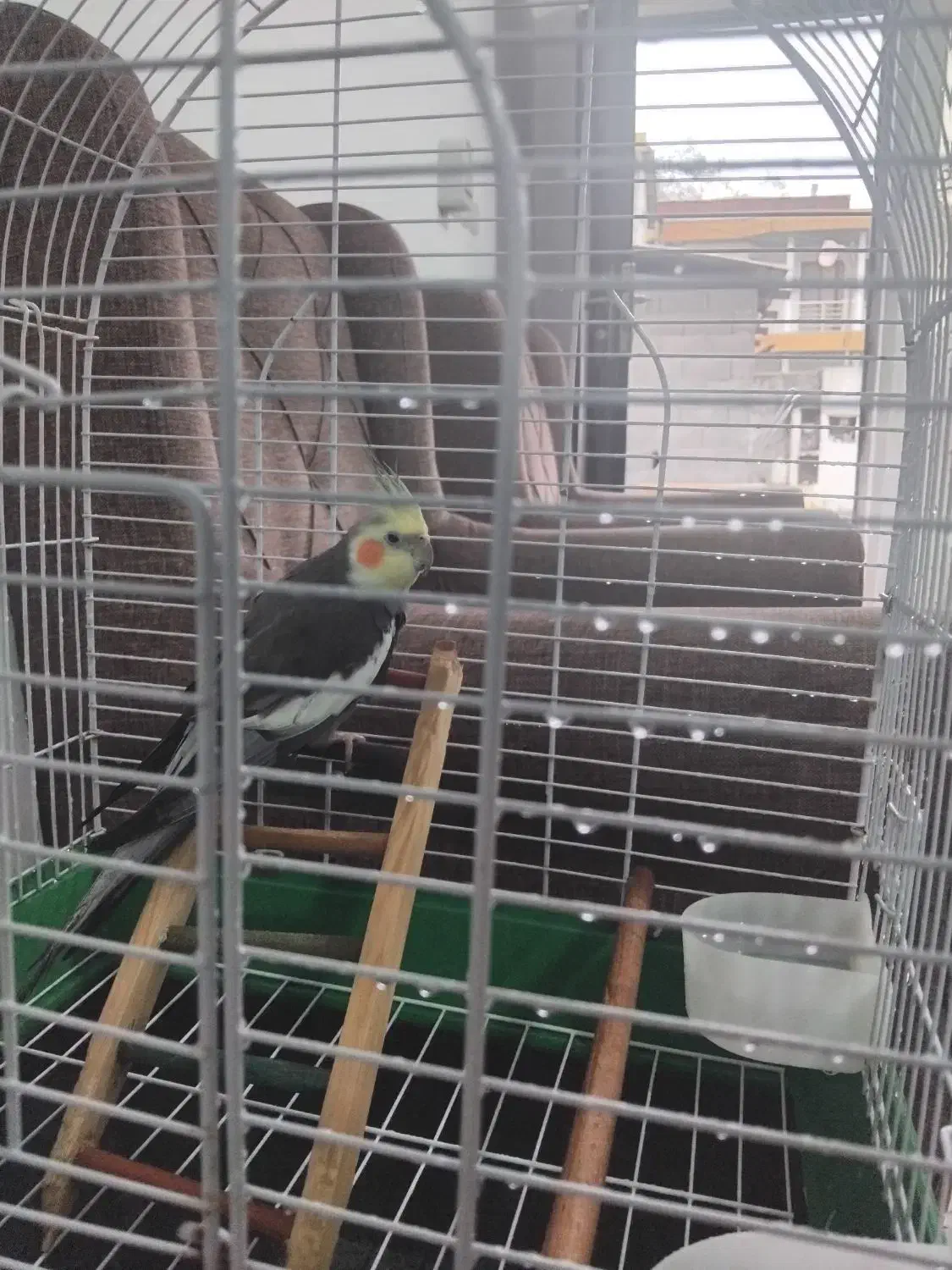 فروش عروس هلندی|پرنده|نوشهر, |دیوار