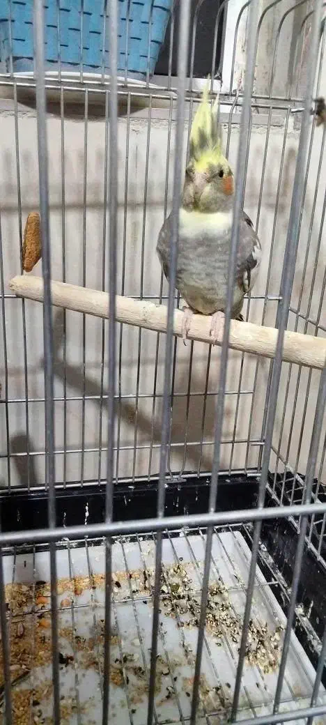 عروس هلندی|پرنده|فیروزآباد, |دیوار