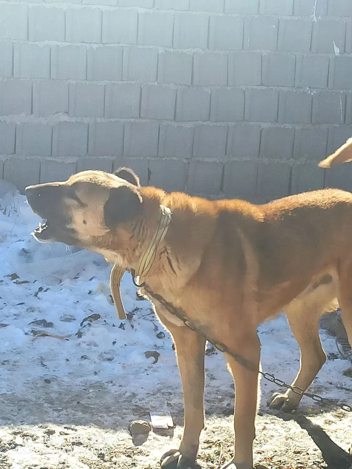 سگ قرمز|سگ|نیر (اردبیل), |دیوار