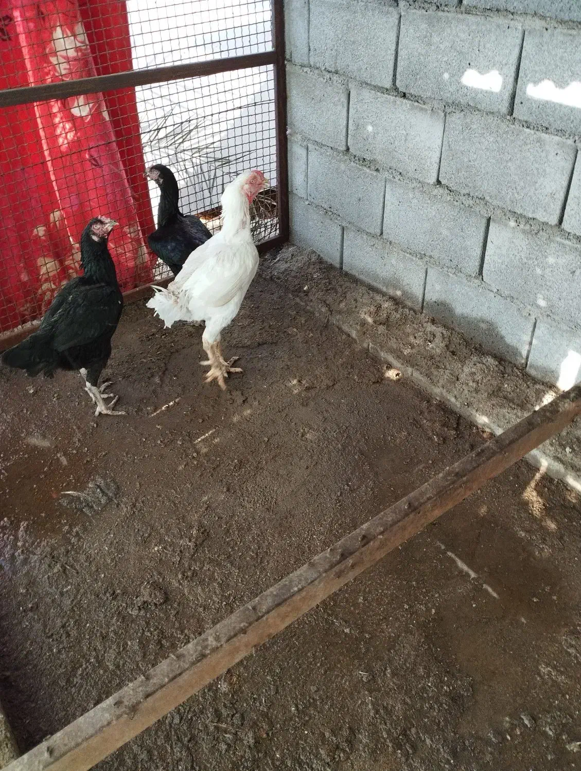 تخم مرغ|حیوانات مزرعه|بندرعباس, |دیوار