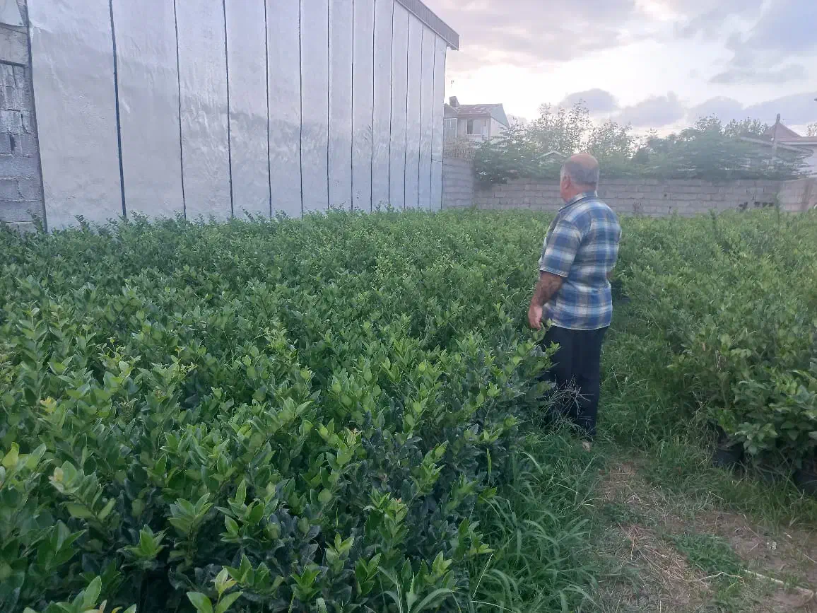 فروش گل و گیاه|گل و گیاه طبیعی|رودسر, |دیوار