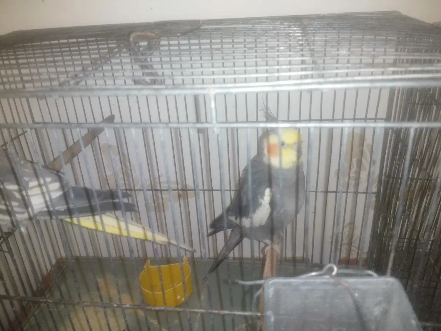 عروس هلندی|پرنده|مسجد سلیمان, |دیوار