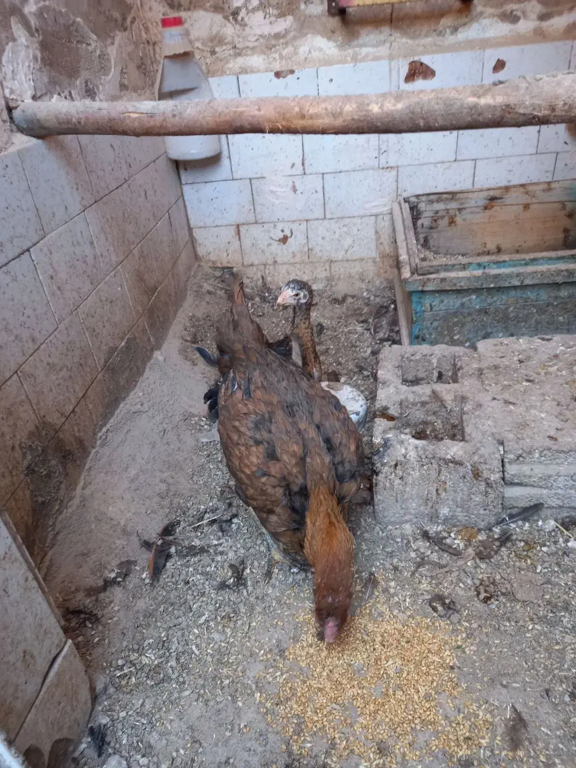 مرغ لاری|حیوانات مزرعه|ایواوغلی, |دیوار