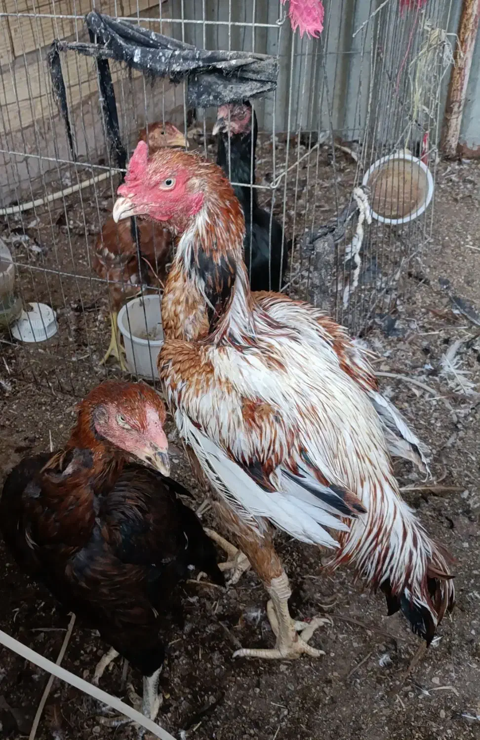 فروش 5 عدد مرغ|حیوانات مزرعه|سیرجان, |دیوار