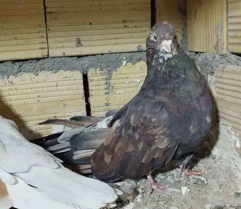 کفتر سرور نوک ریز|پرنده|نهاوند, |دیوار