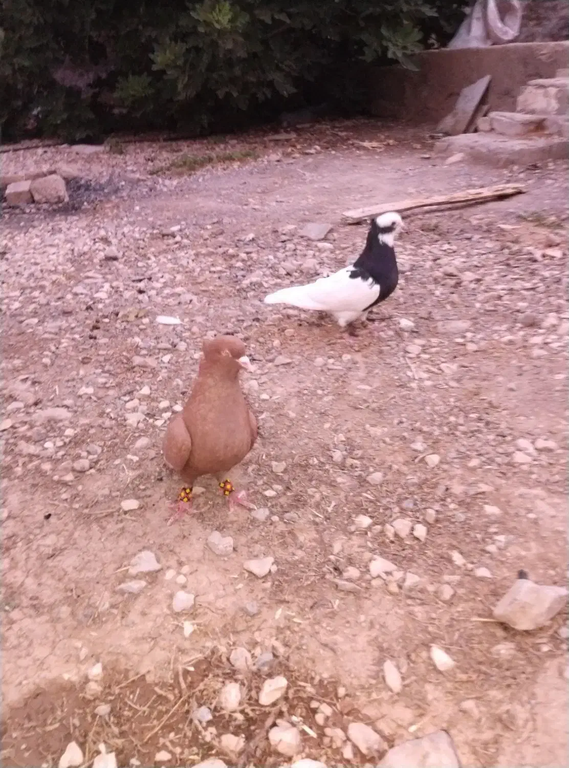 کبوتر طوقی . سینه .|پرنده|پاسارگاد, |دیوار