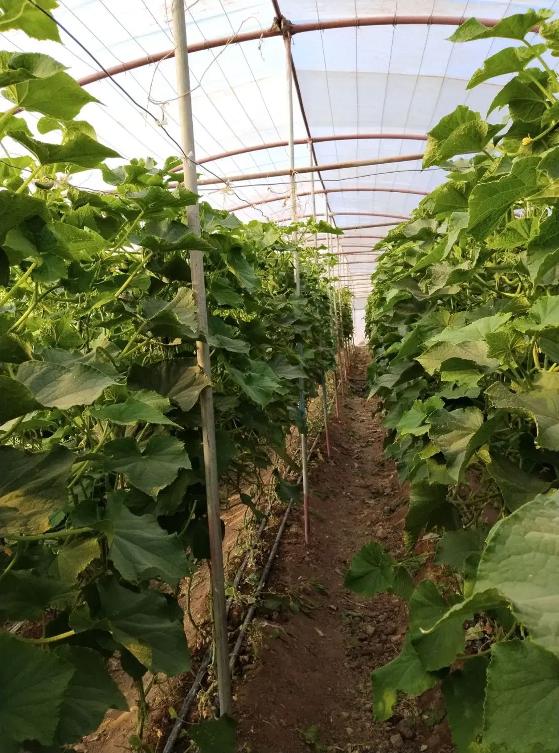 فروش گلخانه  400 متری|عمدهفروشی|سلیمان, |دیوار