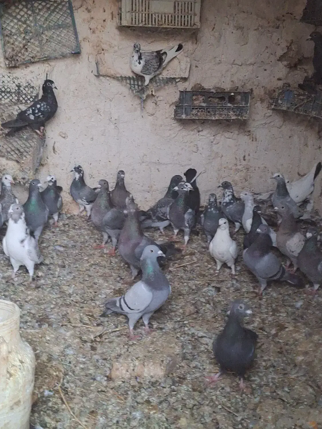 کبوتر افغان|پرنده|میانه, |دیوار