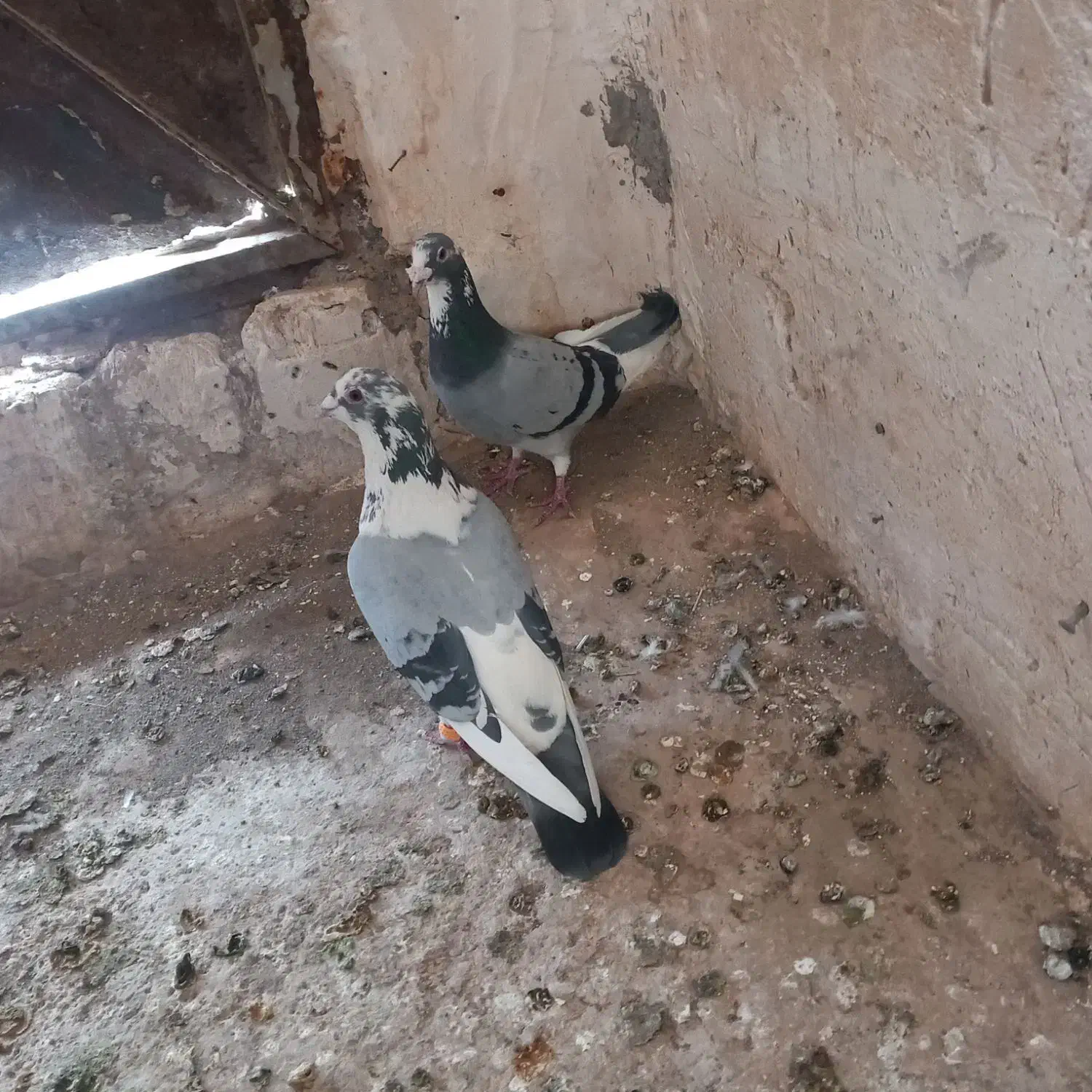 پرشی|حیوانات|تربت‌حیدریه, ترمینال|دیوار