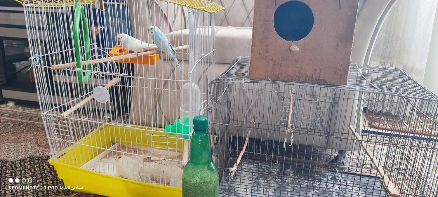 مرغ عشق|پرنده|اردبیل, |دیوار