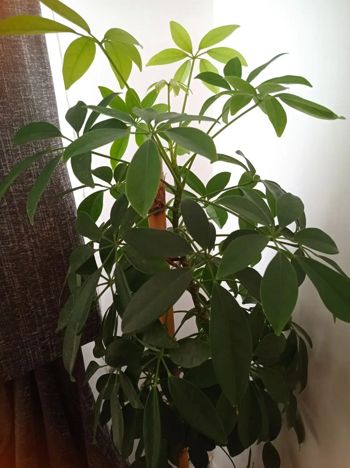 فروش گل طبیعی|گل و گیاه طبیعی|بوکان, |دیوار