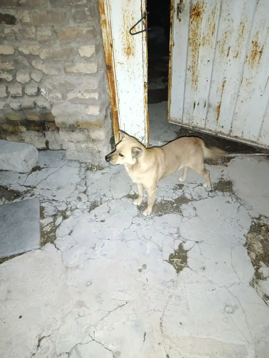 سرپرستی حیوان  پاکوتاه درسلامت کامل واکسن زده|سگ|دورود, |دیوار