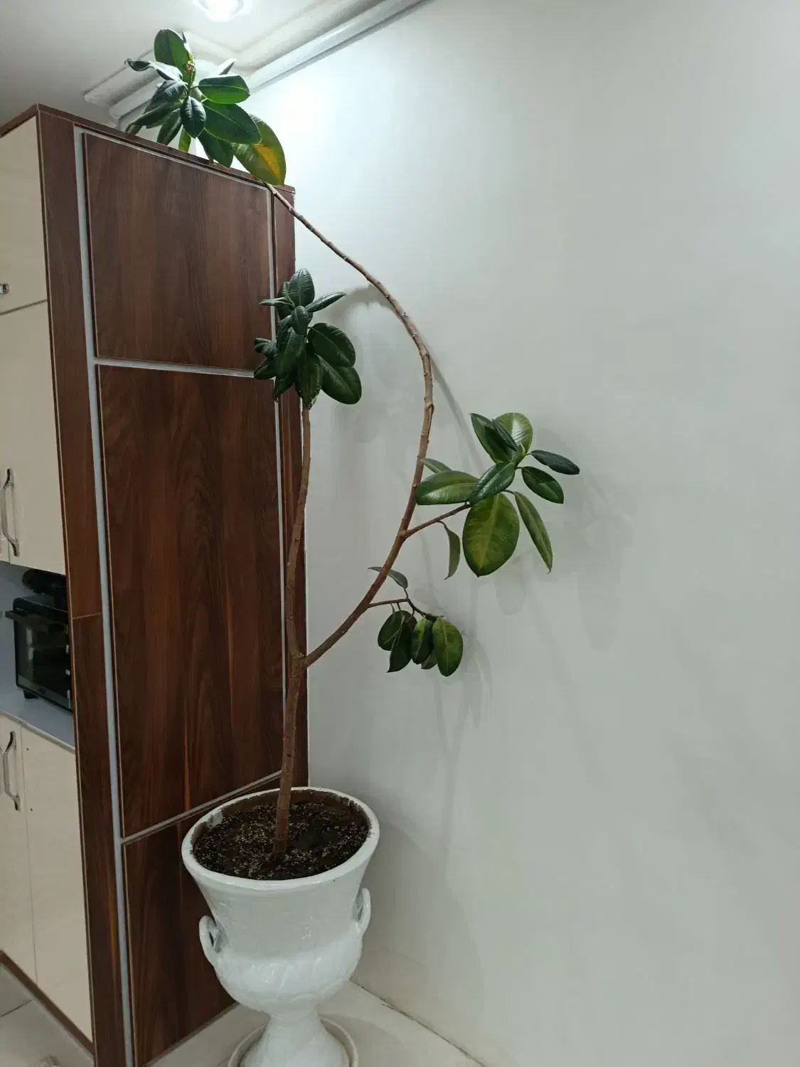 گل و گیاه|گل و گیاه طبیعی|بسطام, |دیوار