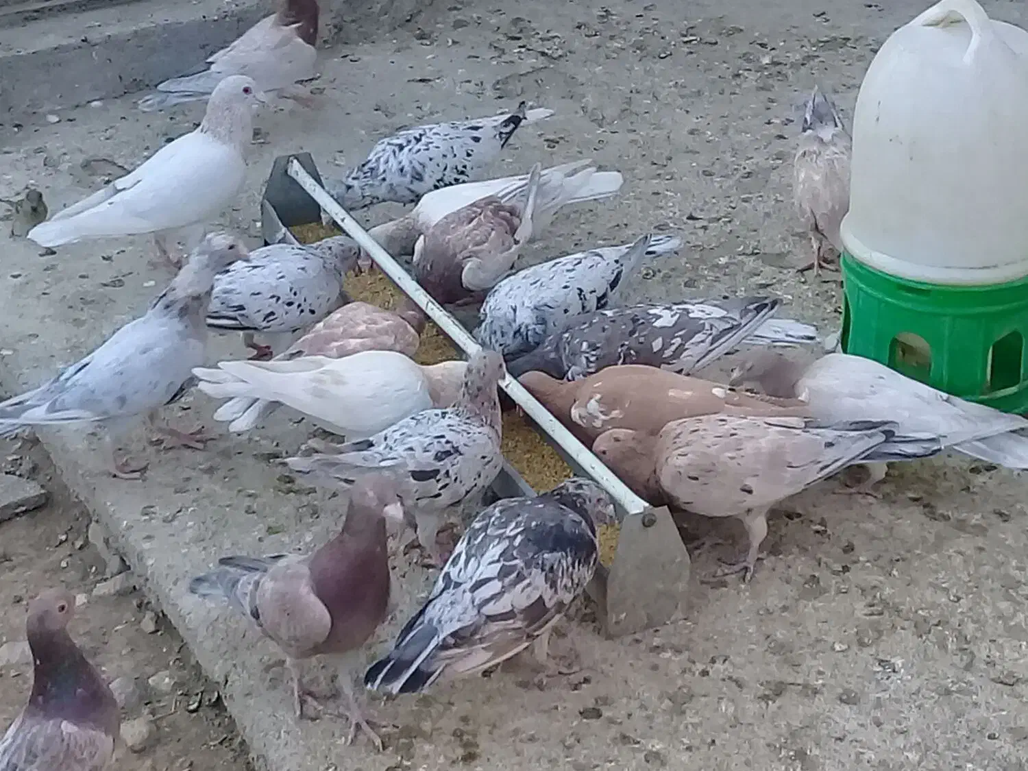 کبوتر نامور|پرنده|قزوین, |دیوار