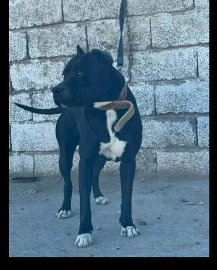 سگ پیتبول آمریکایی|سگ|جیرفت, |دیوار