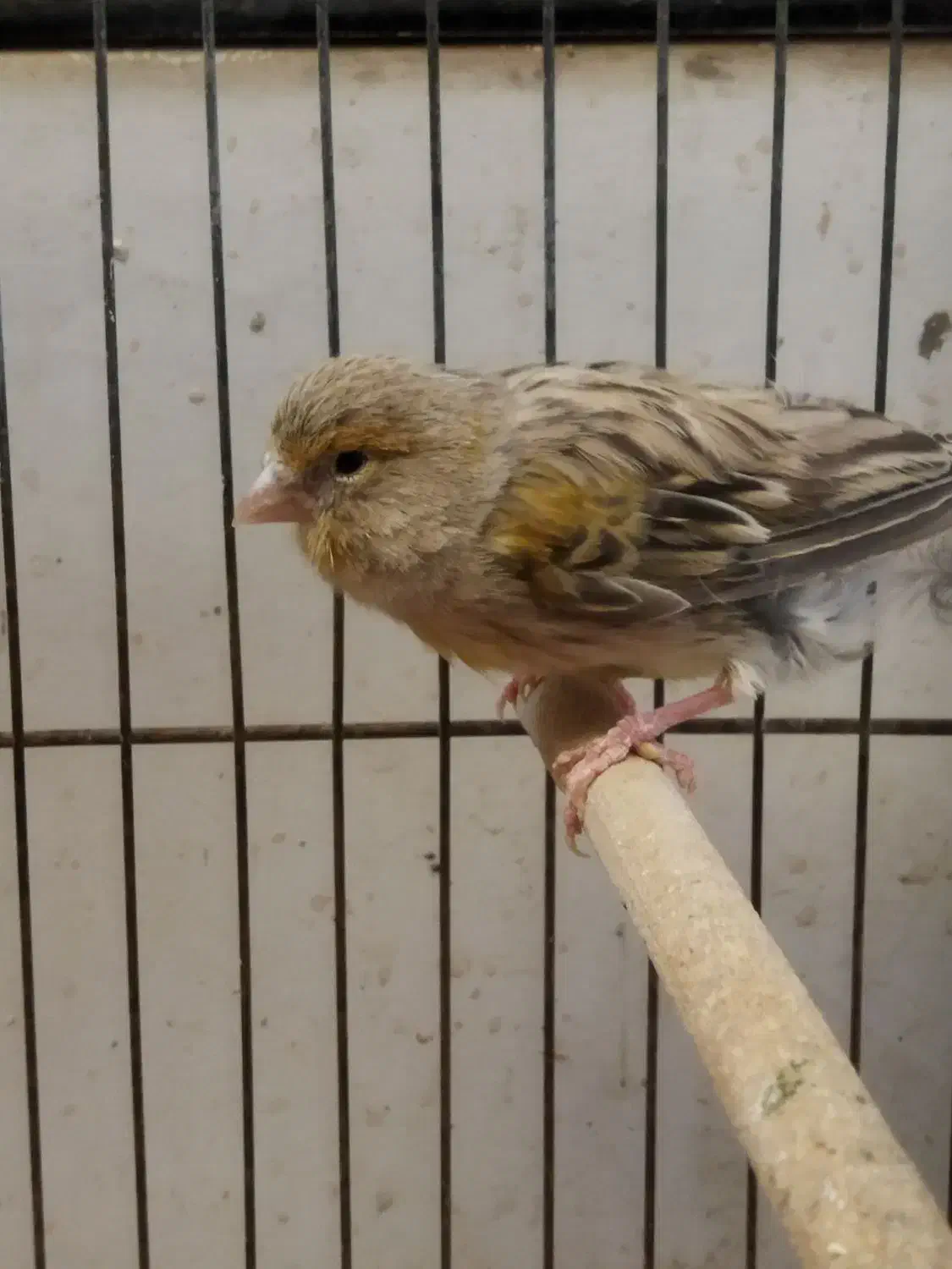 قناری ماده|پرنده|خمینیشهر, |دیوار