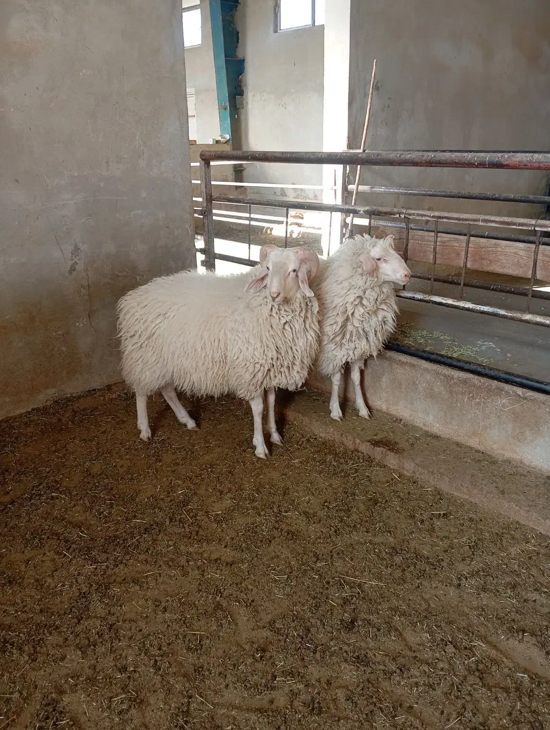 گوسفند|حیوانات مزرعه|اصفهان, ارداجی|دیوار