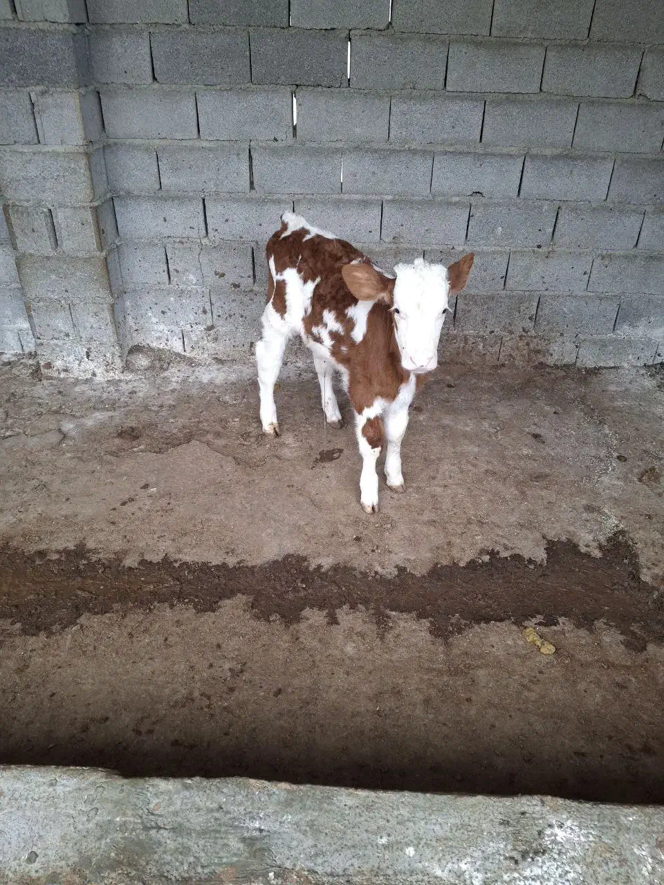 گوساله نر|حیوانات مزرعه|ساری, |دیوار