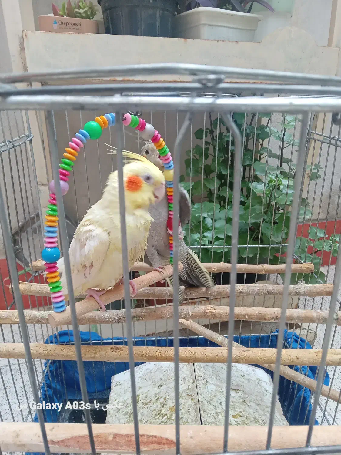 عروس هلندی گم شده|حیوانات|گنبد کاووس, |دیوار