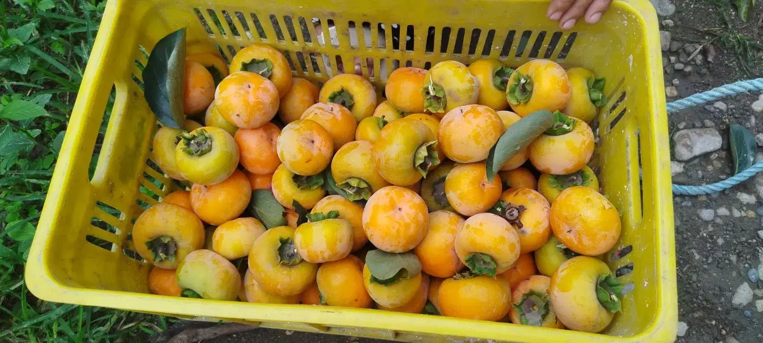 خرمالو حدود 300کیلو موجوده قیمت 15|حراج|عباسآباد, |دیوار